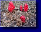 Snow plant "Illegal to Pick"