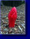 Snow plants "Illegal to Pick"
