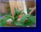 New buds developing 05/11/04