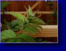 New buds 05/11/04