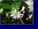 05/30/04 Buds now flowers for berries