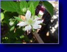 05/30/04 Buds now flowers for berries