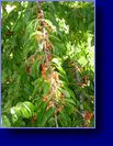 Stella cherriy tree loaded this year ripe when dark/black red ..Birds already  helping themselves