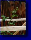 Secondary cane(berries next year) gettin bigger now 5 feet tall