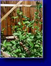 Secondary cane(berries next year) gettin bigger now 5 feet tall