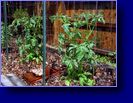 Tomatoes 05/31/04