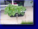 Squashes 06/28/04